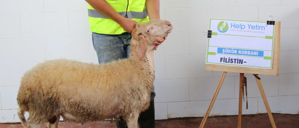 Şükür Kurban Bağışı